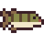 Muskie