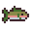 Rainbow Trout