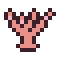 Coral Branch